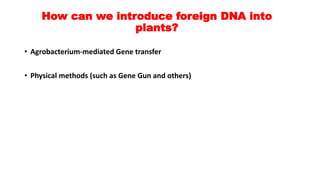 How can we introduce foreign DNA into
plants?
• Agrobacterium-mediated Gene transfer
• Physical methods (such as Gene Gun and others)
 