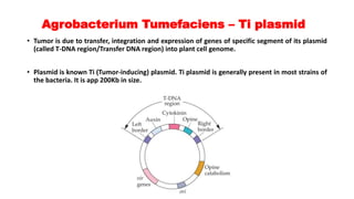Agrobacterium Tumefaciens – Ti plasmid
• Tumor is due to transfer, integration and expression of genes of specific segment of its plasmid
(called T-DNA region/Transfer DNA region) into plant cell genome.
• Plasmid is known Ti (Tumor-inducing) plasmid. Ti plasmid is generally present in most strains of
the bacteria. It is app 200Kb in size.
 