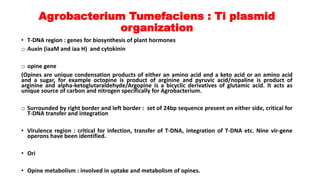 Agrobacterium Tumefaciens : Ti plasmid
organization
• T-DNA region : genes for biosynthesis of plant hormones
o Auxin (iaaM and iaa H) and cytokinin
o opine gene
(Opines are unique condensation products of either an amino acid and a keto acid or an amino acid
and a sugar, for example octopine is product of arginine and pyruvic acid/nopaline is product of
arginine and alpha-ketoglutaraldehyde/Argopine is a bicyclic derivatives of glutamic acid. It acts as
unique source of carbon and nitrogen specifically for Agrobacterium.
o Surrounded by right border and left border : set of 24bp sequence present on either side, critical for
T-DNA transfer and integration
• Virulence region : critical for infection, transfer of T-DNA, integration of T-DNA etc. Nine vir-gene
operons have been identified.
• Ori
• Opine metabolism : involved in uptake and metabolism of opines.
 
