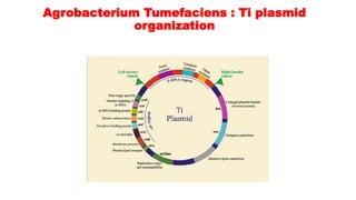 Agrobacterium Tumefaciens : Ti plasmid
organization
 