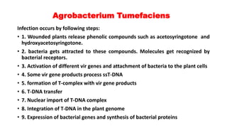 Agrobacterium Tumefaciens
Infection occurs by following steps:
• 1. Wounded plants release phenolic compounds such as acetosyringotone and
hydroxyacetosyringotone.
• 2. bacteria gets attracted to these compounds. Molecules get recognized by
bacterial receptors.
• 3. Activation of different vir genes and attachment of bacteria to the plant cells
• 4. Some vir gene products process ssT-DNA
• 5. formation of T-complex with vir gene products
• 6. T-DNA transfer
• 7. Nuclear import of T-DNA complex
• 8. Integration of T-DNA in the plant genome
• 9. Expression of bacterial genes and synthesis of bacterial proteins
 