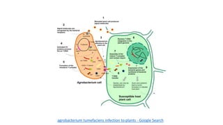 agrobacterium tumefaciens infection to plants - Google Search
 