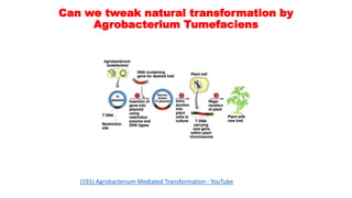 Can we tweak natural transformation by
Agrobacterium Tumefaciens
(591) Agrobacterium Mediated Transformation - YouTube
 
