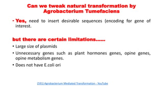 Can we tweak natural transformation by
Agrobacterium Tumefaciens
• Yes, need to insert desirable sequences (encoding for gene of
interest.
but there are certain limitations……
• Large size of plasmids
• Unnecessary genes such as plant hormones genes, opine genes,
opine metabolism genes.
• Does not have E.coli ori
(591) Agrobacterium Mediated Transformation - YouTube
 
