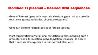 Modified Ti plasmid – Desired DNA sequences
• Gene of interest (gene with insecticidal nature, gene that can provide
resistance against herbicides, viruses, stresses etc.)
• Gene can be from related species or foreign species.
• Plant (eukaryotic) transcriptional regulation signals, including both a
promoter and a termination–polyadenylation sequence, to ensure
that it is efficiently expressed in transformed plant cells.
 