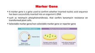 Marker Gene
 A marker gene is a gene used to confirm whether inserted nucleic acid sequence
has been successfully inserted into an organism's DNA
 such as neomycin phosphotransferase, that confers kanamycin resistance on
transformed plant cells.
 Selectable marker gene/non-selectable marker gene or reporter gene
 