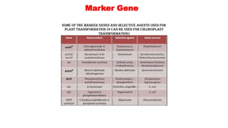 Marker Gene
 