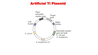 Artificial Ti Plasmid
 