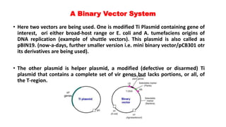 A Binary Vector System
• Here two vectors are being used. One is modified Ti Plasmid containing gene of
interest, ori either broad-host range or E. coli and A. tumefaciens origins of
DNA replication (example of shuttle vectors). This plasmid is also called as
pBIN19. (now-a-days, further smaller version i.e. mini binary vector/pCB301 otr
its derivatives are being used).
• The other plasmid is helper plasmid, a modified (defective or disarmed) Ti
plasmid that contains a complete set of vir genes but lacks portions, or all, of
the T-region.
 