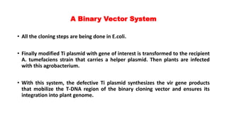 A Binary Vector System
• All the cloning steps are being done in E.coli.
• Finally modified Ti plasmid with gene of interest is transformed to the recipient
A. tumefaciens strain that carries a helper plasmid. Then plants are infected
with this agrobacterium.
• With this system, the defective Ti plasmid synthesizes the vir gene products
that mobilize the T-DNA region of the binary cloning vector and ensures its
integration into plant genome.
 