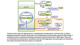 Ti-binary vector system for Agrobacterium -mediated plant transformation. A binary vector, in which a
target gene and plant selection marker gene are cloned between the two border sequences (RB and LB), is
transformed into A. tumefaciens harboring a disarmed Ti-plasmid without the T-DNA region. Plant cells
are infected by the transformed A. tumefaciens and then the target gene and marker gene are transferred
into a plant chromosome by the vir genes on Ti-plasmid
Ti-binary vector system for Agrobacterium -mediated plant... | Download Scientific Diagram (researchgate.net)
 