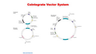 Cointegrate Vector System
Glick and Pasternak
 
