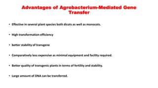 Advantages of Agrobacterium-Mediated Gene
Transfer
• Effective in several plant species both dicots as well as monocots.
• High transformation efficiency
• better stability of transgene
• Comparatively less expensive as minimal equipment and facility required.
• Better quality of transgenic plants in terms of fertility and stability.
• Large amount of DNA can be transferred.
 