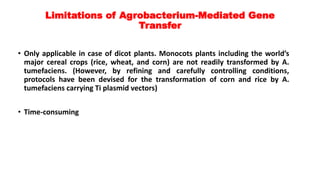 Limitations of Agrobacterium-Mediated Gene
Transfer
• Only applicable in case of dicot plants. Monocots plants including the world’s
major cereal crops (rice, wheat, and corn) are not readily transformed by A.
tumefaciens. (However, by refining and carefully controlling conditions,
protocols have been devised for the transformation of corn and rice by A.
tumefaciens carrying Ti plasmid vectors)
• Time-consuming
 