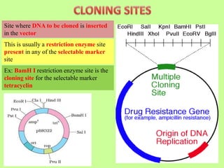 Site where DNA to be cloned is inserted
in the vector
This is usually a restriction enzyme site
present in any of the selectable marker
site
Ex: BamH I restriction enzyme site is the
cloning site for the selectable marker
tetracyclin
 