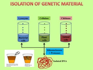 Lysozyme Cellulase Chitinase
Bacterial
cells
Plant
cells
Animal
cells
Ribonucleasese
+ Proteases
Isolated DNA
 