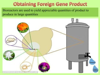 Bioreactors are used to yield appreciable quantities of product to
produce in large quantities
 