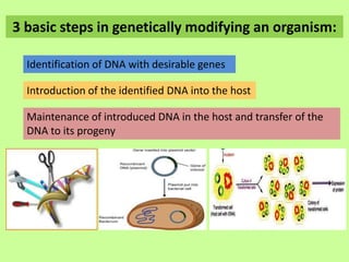 3 basic steps in genetically modifying an organism:
Identification of DNA with desirable genes
Introduction of the identified DNA into the host
Maintenance of introduced DNA in the host and transfer of the
DNA to its progeny
 
