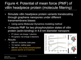 3 Dec 2018
Nanopore Sequencing
Figure 4: Potential of mean force (PMF) of
villin headpiece protein (molecule filtering)
 Simulate villin headpiece protein variants translocating
through graphene nanopores under different
transmembrane biases
 Using same Molecular Dynamics modeling method
 Compute PMF for two phosphorylation states of villin
protein (actin-binding) in 4.9 nm diameter nanopore
29
 P1 (blue): net charge 1 electron
 P2 (green): net charge 3 electrons
 Results:
 200 mV: no barrier, both pass
 1V: barrier, neither pass
 500 mV: only doubly-phosphorylated
passes (barrier at 2 kcal/mol)
Epithelial, vertebrates
 