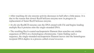 After reaching chi site enzyme activity decreases to half after a little pause. It is
due to the reason that slower RecB helicase enzyme now in progress in
replacement of faster RecD helicase enzyme.
At chi site RecBCD enzyme cuts the DNA strand with Chi and begins loading
multiple RecA proteins onto the single-stranded DNA.
The resulting RecA-coated nucleoprotein filament then searches out similar
sequences of DNA on a homologous chromosome. Upon finding such a
sequence, the single-stranded nucleoprotein filament moves into the homologous
recipient DNA duplex in a process called strand invasion.
10
 
