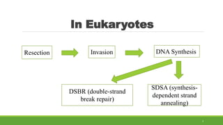 In Eukaryotes
Resection Invasion DNA Synthesis
SDSA (synthesis-
dependent strand
annealing)
DSBR (double-strand
break repair)
3
 