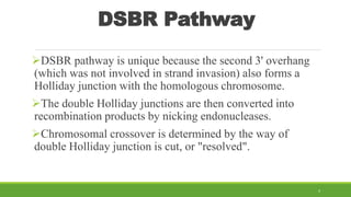 DSBR Pathway
DSBR pathway is unique because the second 3' overhang
(which was not involved in strand invasion) also forms a
Holliday junction with the homologous chromosome.
The double Holliday junctions are then converted into
recombination products by nicking endonucleases.
Chromosomal crossover is determined by the way of
double Holliday junction is cut, or "resolved".
4
 