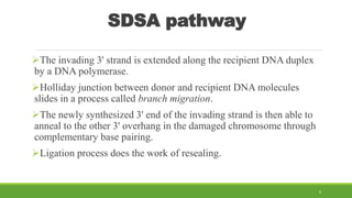 SDSA pathway
The invading 3' strand is extended along the recipient DNA duplex
by a DNA polymerase.
Holliday junction between donor and recipient DNA molecules
slides in a process called branch migration.
The newly synthesized 3' end of the invading strand is then able to
anneal to the other 3' overhang in the damaged chromosome through
complementary base pairing.
Ligation process does the work of resealing.
6
 