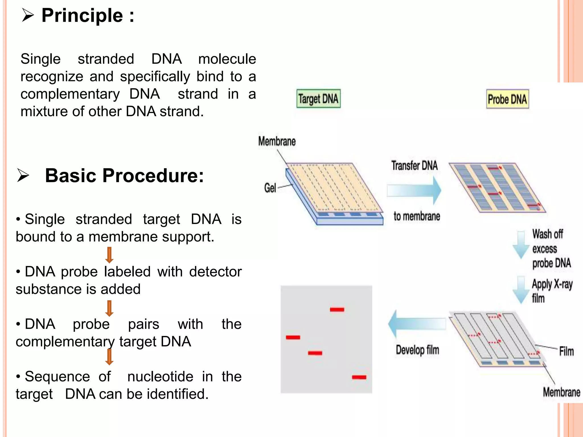  Principle :
Single stranded DNA molecule
recognize and specifically bind to a
complementary DNA strand in a
mixture of other DNA strand.
 Basic Procedure:
• Single stranded target DNA is
bound to a membrane support.
• DNA probe labeled with detector
substance is added
• DNA probe pairs with the
complementary target DNA
• Sequence of nucleotide in the
target DNA can be identified.
 