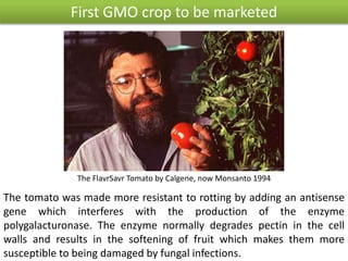 First GMO crop to be marketed
The FlavrSavr Tomato by Calgene, now Monsanto 1994
The tomato was made more resistant to rotting by adding an antisense
gene which interferes with the production of the enzyme
polygalacturonase. The enzyme normally degrades pectin in the cell
walls and results in the softening of fruit which makes them more
susceptible to being damaged by fungal infections.
 