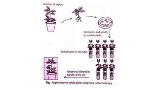 Regeneration of plants and application of plant tissue culture | PDF