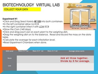 BIOTECHNOLOGY VIRTUAL LAB
 COLLECT YOUR DATA


Experiment #1
•Click and Drag Seed Variety BT 123 into both containers
•In the left container allow no ECB
•In the right container infest it with LOW ECB
•Grow the Corn (140 days)
•Click and drag each ear on each plant to the weighing dish.
•Drag the weighing dish on to the balance. Read and record the mass on the data
table.
•Calculate the average for each infestation level.
•Reset Experiment Chambers when done.


  ECB Level   Mass of 1 st ear   Mass of 2 nd ear   Mass of 1 st ear         Average (show work)


                                                                                       
    None                                                               Add all three together.
                                                                       Divide by 3 for average.
                                                                                       
    Low
 