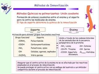 Métodos de Inmovilización

    Métodos Químicos no polimerizantes- Unión covalente
     Formación de enlaces covalentes entre el enzima y el soporte
     pero no entre las moléculas de enzima.
     El tipo de soporte determina la química de la inmovilización


                     Soporte                                    Enzima
Activación para obtener grupos funcionales reactivos
   Grupo funcional         Soporte                 Unión a través de las cadenas laterales
      -CONH2         Poliacrilamida                de los aminoácidos de la secuencia
                                                   polipeptidica de la proteína
      -COOH          Carboxymetilcelulosa
                                                       -NH2 Lisina        -SH Cisteina
      -NH2           Poliestireno, nylon
                                                       -OH-Ph Tirosina    -OH Serina
      -OH            Celulosa, agarosa, sephadex       -COOH Aspartato -Nimidazol Histidina
      -Si(OH)3       Vidrio poroso                           Glutamato



     Asegurar que el centro activo de la enzima no se ve afectado por los reactivos
     empleados en el proceso de inmovilización.
     Se puede proteger el centro activo con un análogo del sustrato o un inhibidor
     competitivo durante el proceso de inmovilización.
 