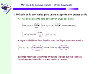 Métodos de Inmovilización – Unión Covalente


1. Método de la acyl-azida para unión a soporte con grupos ácido
   Activación de soporte para obtener un grupo acil-azida

                    CH3OH                     NH2NH2
         OCH2COOH                OCH2COOCH3            OCH2CONHNH2
                     HCl

                        NaNO2
         OCH2CONHNH2                OCH2CON3
                           HCl

   Ataque nucleófilo a la acil-azida para dar lugar a un enlace amida


      OCH2CON3 +   NH2-ENZIMA            OCH2CONH-ENZIMA




   Son más reactivas las aminas primarias (lisina), aunque también
   reaccionan residuos de cisteina, serina y tirosina.
 