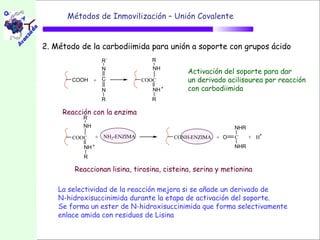 Métodos de Inmovilización – Unión Covalente


2. Método de la carbodiimida para unión a soporte con grupos ácido
                    R´             R
                    N               NH
                                            Activación del soporte para dar
        COOH    +   C            COOC       un derivado acilisourea por reacción
                    N               NH      con carbodiimida
                    R              R

     Reacción con la enzima
           R
           NH                                              NHR
        COOC    +   NH2-ENZIMA           CONH-ENZIMA + O   C     + H
           NH                                              NHR
           R

        Reaccionan lisina, tirosina, cisteina, serina y metionina

    La selectividad de la reacción mejora si se añade un derivado de
    N-hidroxisuccinimida durante la etapa de activación del soporte.
    Se forma un ester de N-hidroxisuccinimida que forma selectivamente
    enlace amida con residuos de Lisina
 