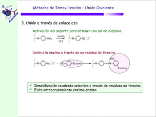 Métodos de Inmovilización – Unión Covalente


3. Unión a través de enlace azo

      Activación del soporte para obtener una sal de diazonio
                     NaNO2
        R      NH2            R         N2 Cl
                      HCl



      Unión a la enzima a través de un residuo de tirosina
                                                      HO
        R      N2 Cl + HO      Enzima           R   N N
                                                             Enzima




     Inmovilización covalente selectiva a través de residuos de tirosina
     Evita entrecruzamiento enzima-enzima
 