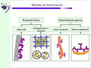 Métodos de Inmovilización




     Retención física                Inmovilización química


               Atrapamiento o
Adsorción                       Unión covalente   Entrecruzamiento
                  inclusión
 