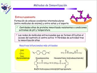 Métodos de Inmovilización



Entrecruzamiento
Formación de enlaces covalentes intermoleculares
(entre moléculas de enzima) y entre estas y el soporte
   Cantidades altas de proteína inmovilizada resistentes a condiciones
    extremas de pH y temperatura

  Las redes de moléculas entrecruzadas que se forman dificultan el
   acceso del sustrato al centro activo  Pérdidas de actividad tras
   la inmovilización altas

     Reactivos bifuncionales más utilizados

     CHO                                              O            O
                                                        H        H
     (CH2)3        N2               N2           ICH2 C N (CH2)6 N C CH2I

     CHO
  Glutaraldehido        Diazobenzidina    Hexametileno-bis(iodoacetamida)
                        O    O                        O
                                                 O
                         N O C (CH2)2 S S (CH2)2 C O N

                         O                           O
                    Bis(N-hidroxysuccinimidyl)ditiopropionato
 