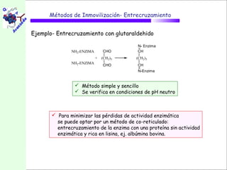 Métodos de Inmovilización- Entrecruzamiento


Ejemplo- Entrecruzamiento con glutaraldehido

                                           N- Enzima
               NH2-ENZIMA       CHO        CH
                            +   (CH2)3    (CH2)3
               NH2-ENZIMA
                                CHO        CH
                                           N-Enzima


                 Método simple y sencillo
                 Se verifica en condiciones de pH neutro



        Para minimizar las pérdidas de actividad enzimática
         se puede optar por un método de co-reticulado:
         entrecruzamiento de la enzima con una proteína sin actividad
         enzimática y rica en lisina, ej. albúmina bovina.
 