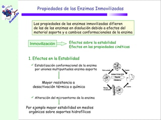 Propiedades de las Enzimas Inmovilizadas


    Las propiedades de las enzimas inmovilizadas difieren
    de las de las enzimas en disolución debido a efectos del
    material soporte y a cambios conformacionales de la enzima


  Inmovilización           Efectos sobre la estabilidad
                           Efectos en las propiedades cinéticas


 1. Efectos en la Estabilidad
   Estabilización conformacional de la enzima
    por uniones multipuntuales enzima-soporte



        Mayor resistencia a
   desactivación térmica o química

   Alteración del microentorno de la enzima


Por ejemplo mayor estabilidad en medios
 orgánicos sobre soportes hidrofílicos
 