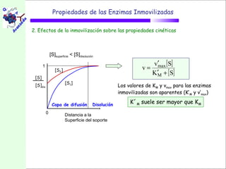 Propiedades de las Enzimas Inmovilizadas

2. Efectos de la inmovilización sobre las propiedades cinéticas



               [S]superficie < [S]disolución
                                                                       v′max [ S]
       1
                                                                  v=
                                                                       K′M + [ S]
                  [S2]
 [S]
                         [S1]
 [S]dis.                                                Los valores de KM y vmax para las enzimas
                                                        inmovilizadas son aparentes (K’M y v’max)

                Capa de difusión           Disolución
                                                             K´M suele ser mayor que KM
           0             Distancia a la
                         Superficie del soporte
 