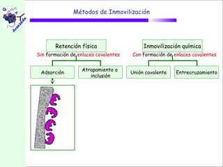 Métodos de Inmovilización




       Retención física                    Inmovilización química
Sin formación de enlaces covalentes   Con formación de enlaces covalentes


                   Atrapamiento o
 Adsorción                            Unión covalente   Entrecruzamiento
                      inclusión
 
