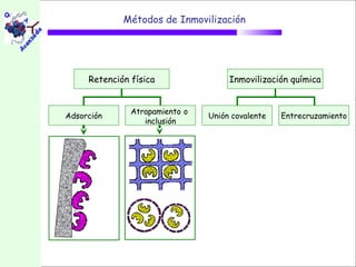 Métodos de Inmovilización




     Retención física                Inmovilización química


               Atrapamiento o
Adsorción                       Unión covalente   Entrecruzamiento
                  inclusión
 
