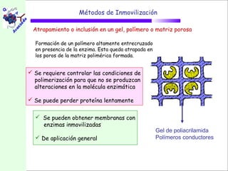 Métodos de Inmovilización

 Atrapamiento o inclusión en un gel, polímero o matriz porosa

  Formación de un polímero altamente entrecruzado
  en presencia de la enzima. Esta queda atrapada en
  los poros de la matriz polimérica formada.


 Se requiere controlar las condiciones de
  polimerización para que no se produzcan
  alteraciones en la molécula enzimática

 Se puede perder proteína lentamente


   Se pueden obtener membranas con
    enzimas inmovilizadas
                                                      Gel de poliacrilamida
   De aplicación general                             Polímeros conductores
 