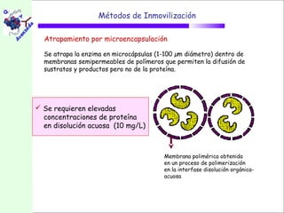 Métodos de Inmovilización

  Atrapamiento por microencapsulación

  Se atrapa la enzima en microcápsulas (1-100 µm diámetro) dentro de
  membranas semipermeables de polímeros que permiten la difusión de
  sustratos y productos pero no de la proteína.




 Se requieren elevadas
  concentraciones de proteína
  en disolución acuosa (10 mg/L)



                                         Membrana polimérica obtenida
                                         en un proceso de polimerización
                                         en la interfase disolución orgánica-
                                         acuosa
 