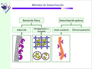 Métodos de Inmovilización




     Retención física                Inmovilización química


               Atrapamiento o
Adsorción                       Unión covalente   Entrecruzamiento
                  inclusión
 