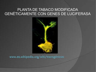 PLANTA DE TABACO MODIFICADA
GENÉTICAMENTE CON GENES DE LUCIFERASA
 