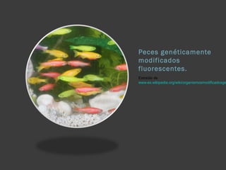 Peces genéticamente
modificados
fluorescentes.
Extraído de
www.es.wikipedia.org/wiki/organismosmodificadosge
 