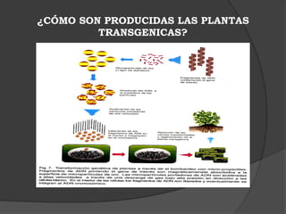 ¿CÓMO SON PRODUCIDAS LAS PLANTAS
         TRANSGENICAS?
 