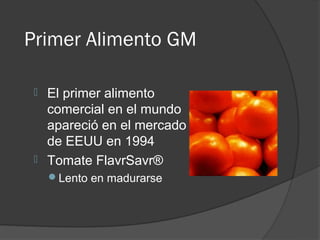 Primer Alimento GM

  El primer alimento
   comercial en el mundo
   apareció en el mercado
   de EEUU en 1994
  Tomate FlavrSavr®
     Lento en madurarse
 