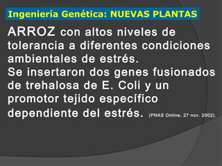 Ingeniería Genética: NUEVAS PLANTAS

ARROZ con altos niveles de
tolerancia a diferentes condiciones
ambientales de estrés.
Se insertaron dos genes fusionados
de trehalosa de E. Coli y un
promotor tejido específico
dependiente del estrés.   (PNAS Online, 27 nov. 2002).
 